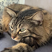 Ryuk participe au concours pour gagner de l'argent avec cette photo : bed, cat, closeup, cozy, ears, feline, fur, green_eyes, indoor, lounging, patterned_wallpaper, paw, pet, relaxed, resting, sleepy, soft_focus, tabby, wall, whiskers