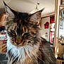 animal, cat, closeup, couch, cute, domestic_cat, fluffy, fur, furniture, household, indoor, living_room, mammal, natural_light, pet, portrait, relaxed, seated, tufted_ears, whiskers
