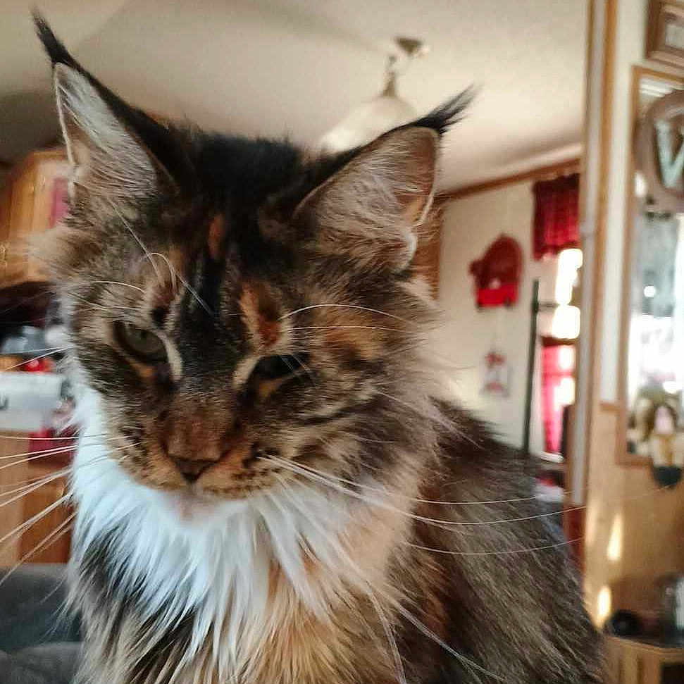 Cleaopatra is registered to the contest to win money with this photo: animal, cat, closeup, couch, cute, domestic_cat, fluffy, fur, furniture, household, indoor, living_room, mammal, natural_light, pet, portrait, relaxed, seated, tufted_ears, whiskers