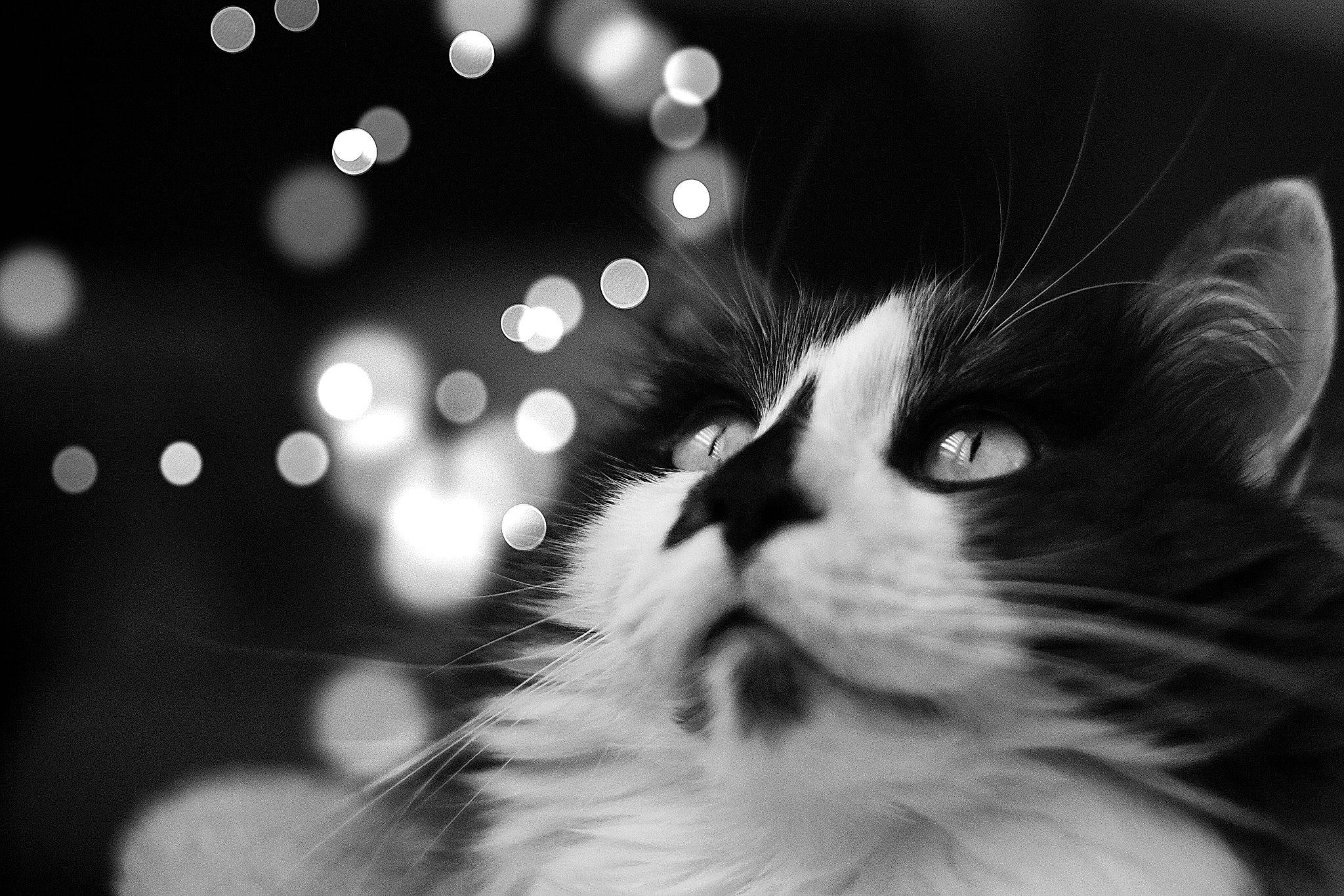 Carpette participe au concours pour gagner de l'argent avec cette photo : black, black_and_white, carnivore, cat, close_up, eye, felidae, fur, kitten, monochrome, monochrome_photography, munchkin, norwegian_forest_cat, nose, photography, small_to_medium_sized_cats, snout, style, whiskers, white