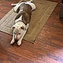 Dash is registered to the contest to win money with this photo: dog, pet, brown, white, floor, rug, indoor, wooden_floor, relaxed, lying_down, collar, canine, domestic_animal, animal, resting, flooring, fur, home, laying, quiet