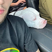 Dash joined the competition — help win amazing prizes! beard, black_shirt, candid, car_seat, casual_clothing, close_up, collar, dog, green_shirt, hand, indoor, leather_seat, partial_face, person, pet_hair, relaxed, resting_dog, seat, vehicle_interior, white_dog