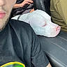 beard, black_shirt, candid, car_seat, casual_clothing, close_up, collar, dog, green_shirt, hand, indoor, leather_seat, partial_face, person, pet_hair, relaxed, resting_dog, seat, vehicle_interior, white_dog