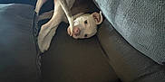 Dash joined the competition — help win amazing prizes! dog, couch, pet, indoor, playful, tail, resting, brown_and_white, animal, furniture, cute, relaxed, home, canine, cozy, lying_down, companion, domestic, friendly, funny_pose