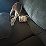 dog, couch, pet, indoor, playful, tail, resting, brown_and_white, animal, furniture, cute, relaxed, home, canine, cozy, lying_down, companion, domestic, friendly, funny_pose