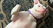 Dash joined the competition — help win amazing prizes! animal, canine, carpet, collar, dog, domestic_animal, floor, foot, furniture, indoor, lying_down, patterned_carpet, paw, pet, pet_play, playful, purple_collar, slipper, sock, white_dog