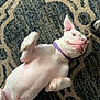 Dash joined the competition — help win amazing prizes! dog, white_dog, collar, purple_collar, carpet, patterned_carpet, paw, pet, playful, indoor, foot, sock, slipper, animal, canine, pet_play, lying_down, domestic_animal, furniture, floor