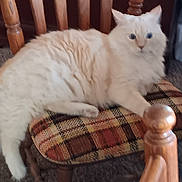 Rusty joined the competition — help win amazing prizes! cat, fluffy, cream_color, wooden_chair, plaid_cushion, indoor, pet, feline, carpet, paw, armrest, furniture, curious, relaxed, long_hair, domestic_animal, cozy, home, sitting, looking