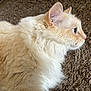 Rusty joined the competition — help win amazing prizes! cat, cream_colored, fluffy_fur, blue_eyes, whiskers, profile_view, carpet, brown_carpet, pet, indoor, close_up, feline, soft_texture, animal, domestic_cat, side_view, relaxed, fur_detail, mammal, resting