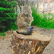 Simba participe au concours pour gagner de l'argent avec cette photo : abyssinian, angora, animal, cat, conifer, fir, grass, kitten, manx, nature, outdoors, pet, plant, redwood, soil, tree, treestump, treetrunk, vegetation, wood