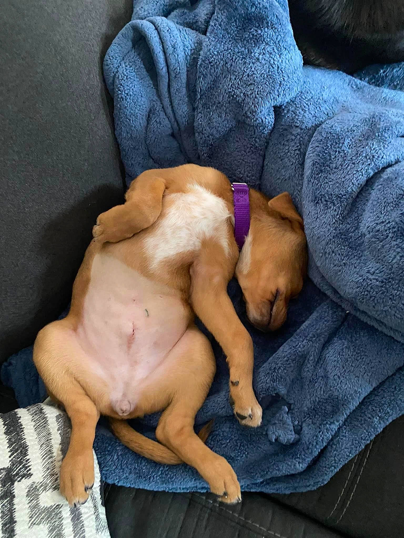 Mazikeen joined the competition — help win amazing prizes! abdomen, barechested, canidae, carnivore, chest, comfort, companion_dog, dog, dog_breed, fawn, human_leg, knee, linens, paw, sporting_group, thigh, toy_dog, working_animal, wrinkle, wrist