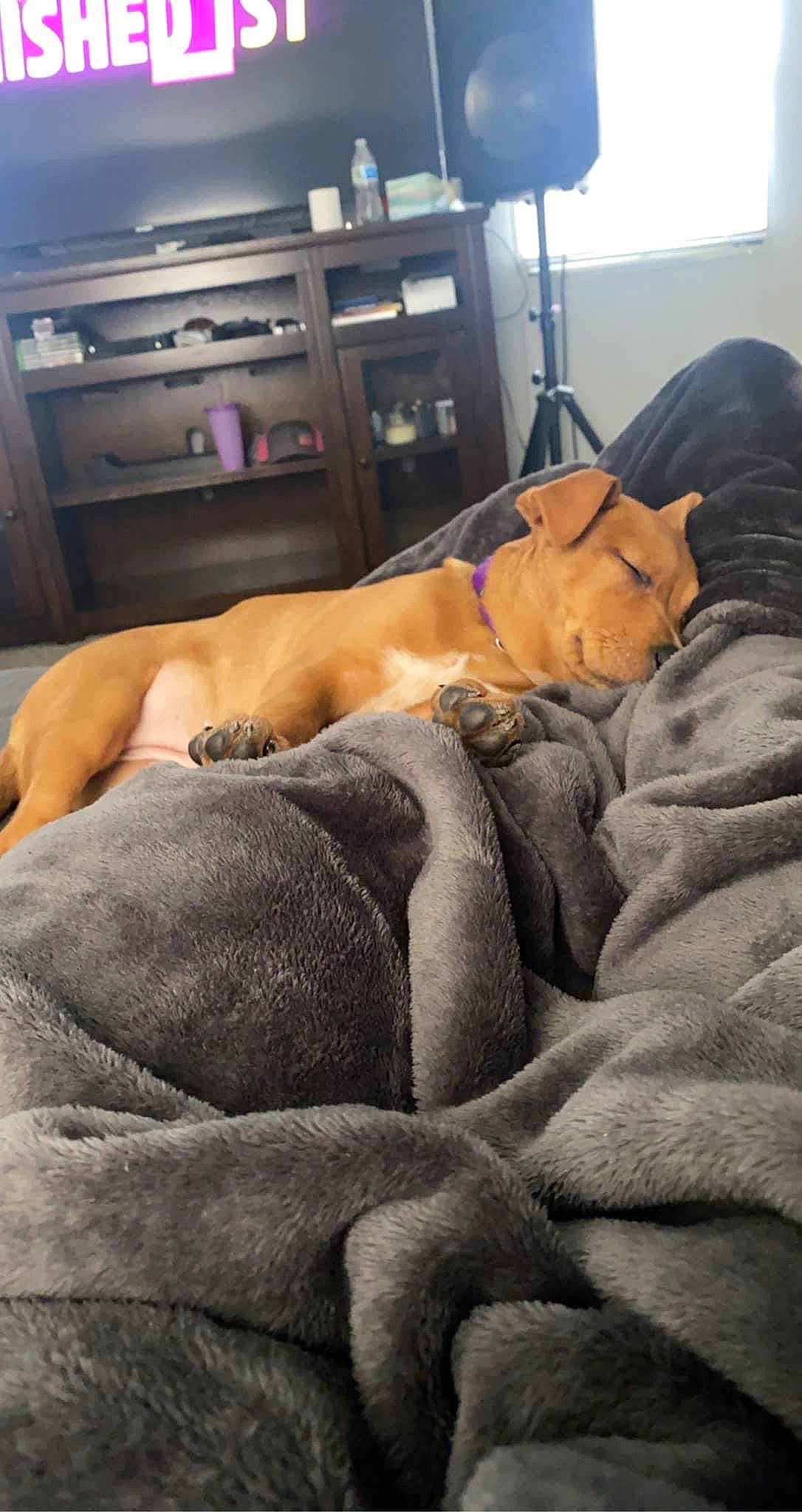 Mazikeen is registered to the contest to win money with this photo: barechested, canidae, carnivore, comfort, companion_dog, cooktop, dog, dog_breed, fawn, flooring, fur, home_appliance, human_leg, kitchen_appliance, kitchen_stove, linens, microwave_oven, room, sporting_group, wood