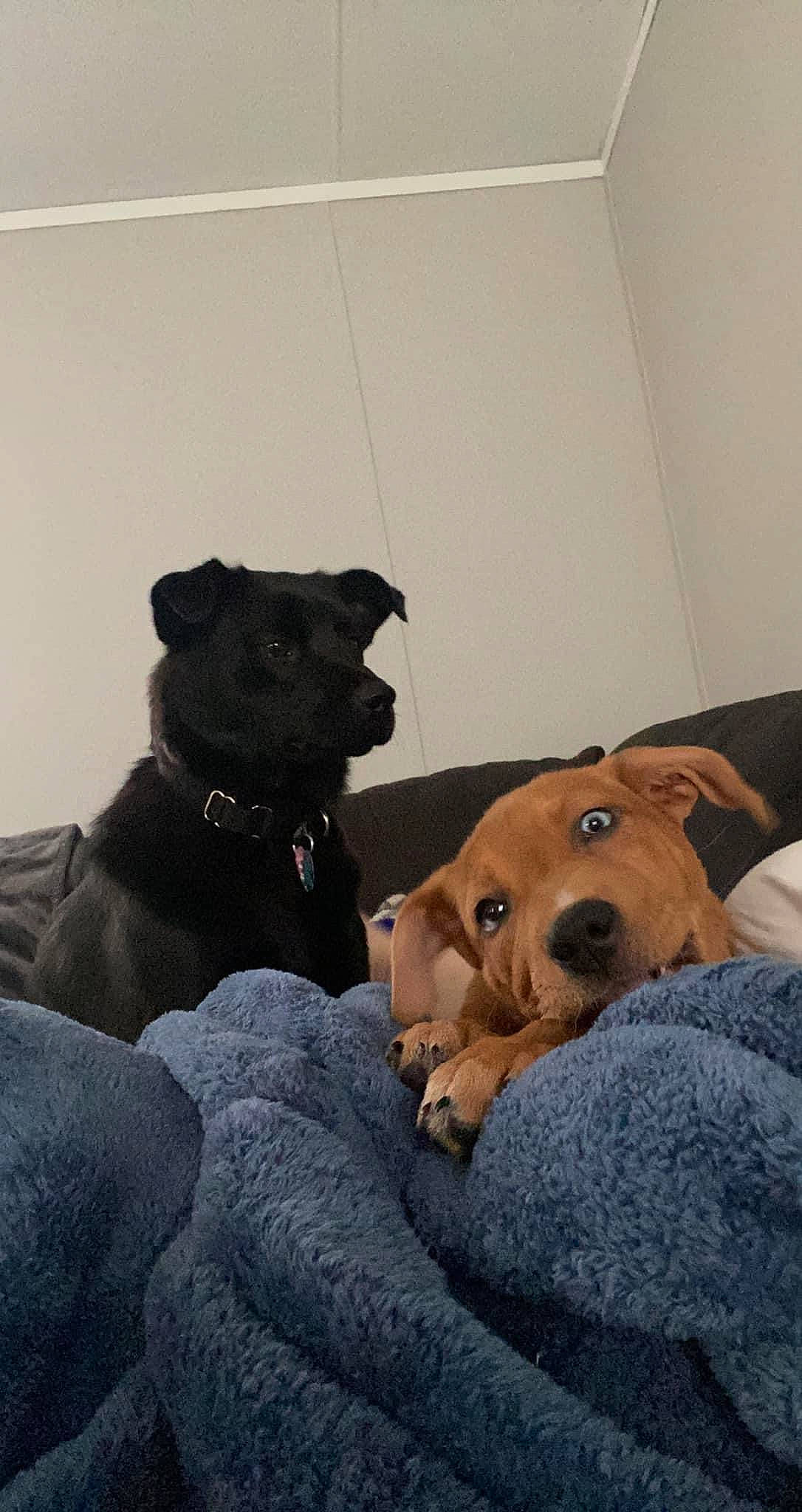 Mazikeen joined the competition — help win amazing prizes! canidae, carnivore, comfort, companion_dog, dog, dog_breed, fawn, fur, guard_dog, liver, non_sporting_group, puppy, snout, sporting_group, tail, terrestrial_animal, toy_dog, whiskers, working_animal