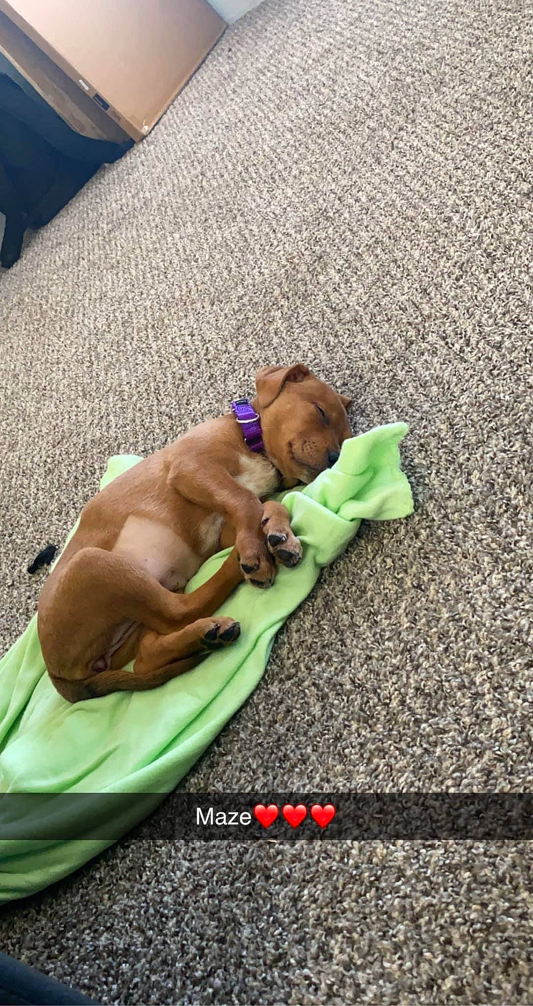 Mazikeen joined the competition — help win amazing prizes! asphalt, barechested, canidae, carnivore, chest, companion_dog, dog, dog_breed, fawn, flooring, grass, human_leg, leisure, linens, nap, recreation, road_surface, sidewalk, sporting_group, working_animal
