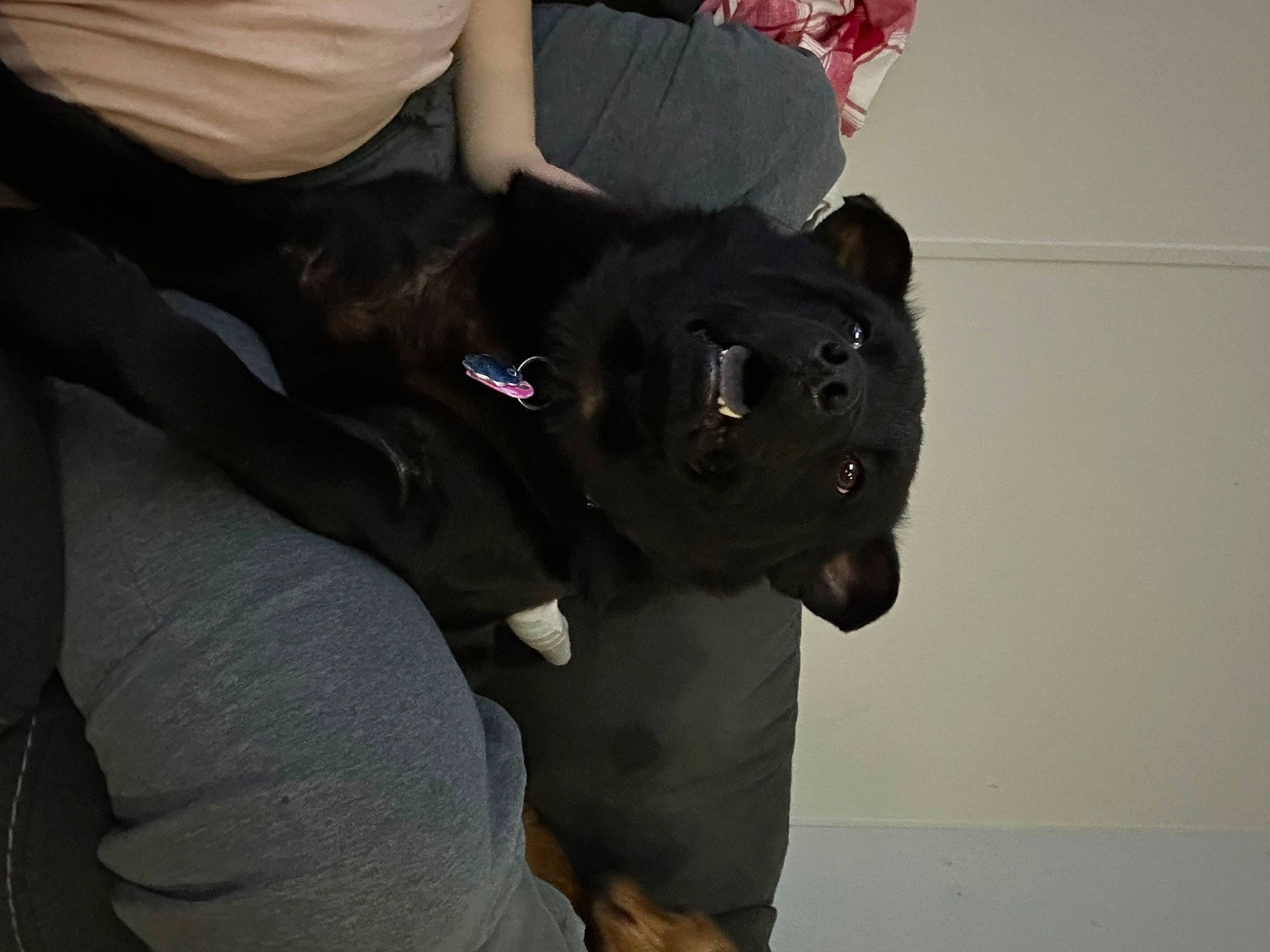 Bella joined the competition — help win amazing prizes! canidae, carnivore, companion_dog, dog, dog_breed, elbow, fur, gesture, guard_dog, non_sporting_group, personal_protective_equipment, sleeve, snout, sporting_group, t_shirt, tail, working_animal, wrist