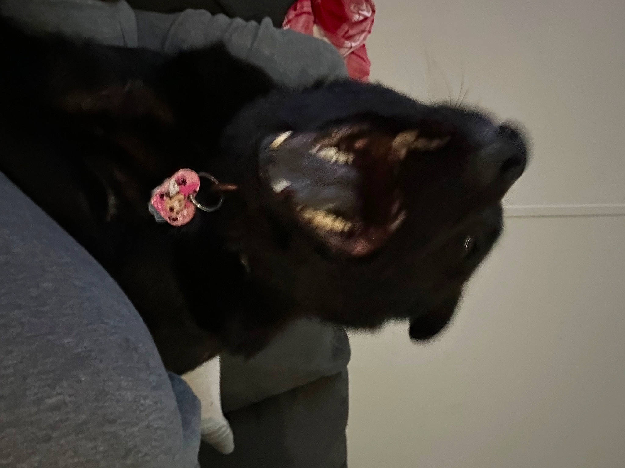 Bella joined the competition — help win amazing prizes! black_cat, canidae, carmine, carnivore, cat, collar, companion_dog, dog_breed, ear, felidae, fur, gesture, grey, neck, small_to_medium_sized_cats, snout, sporting_group, tail, whiskers, working_animal