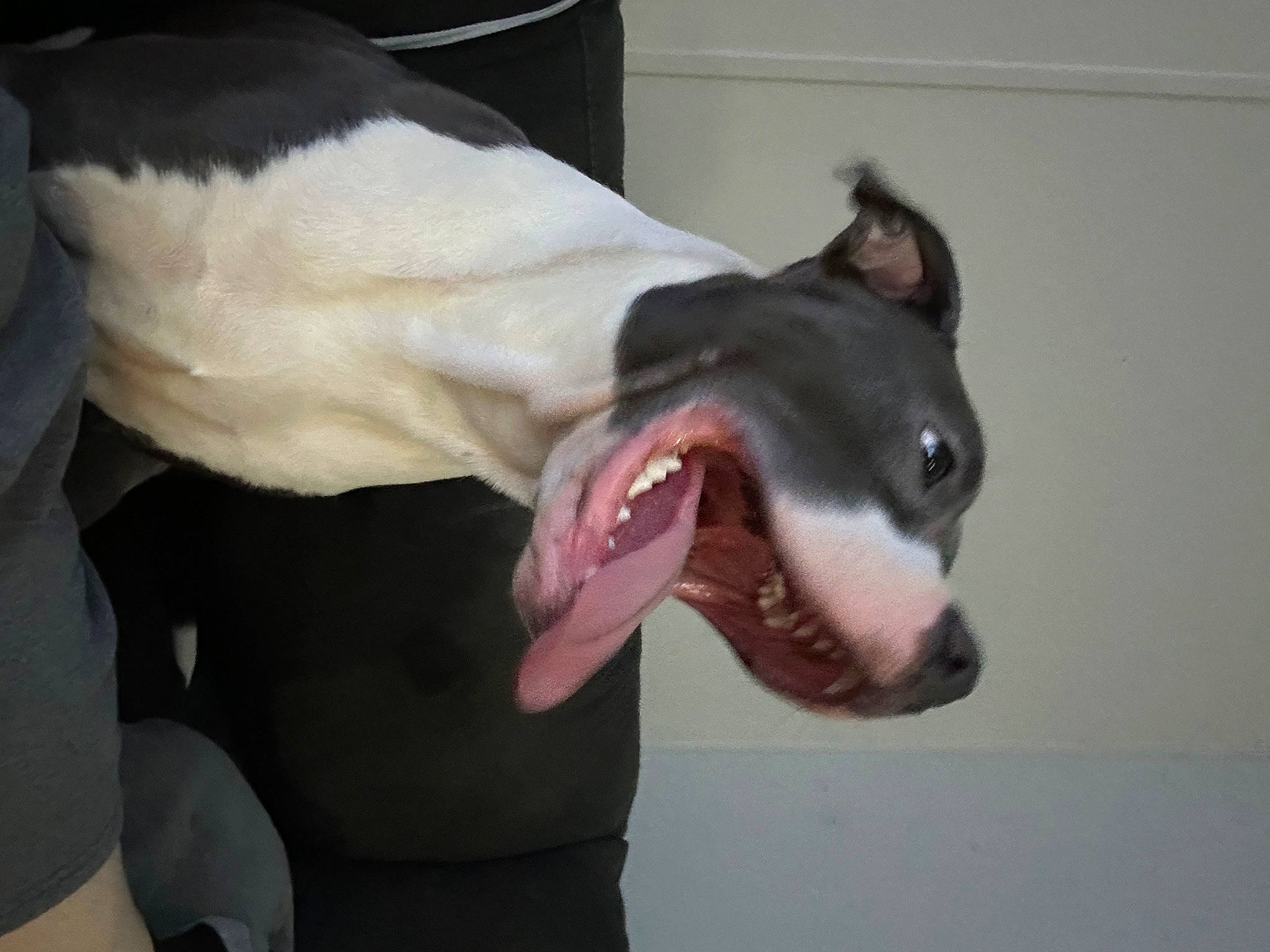 Scar is registered to the contest to win money with this photo: bull_terrier, bull_terrier_miniature, canidae, carnivore, collar, companion_dog, dog, dog_breed, fang, fur, guard_dog, jaw, non_sporting_group, snout, sporting_group, tail, whiskers, working_animal