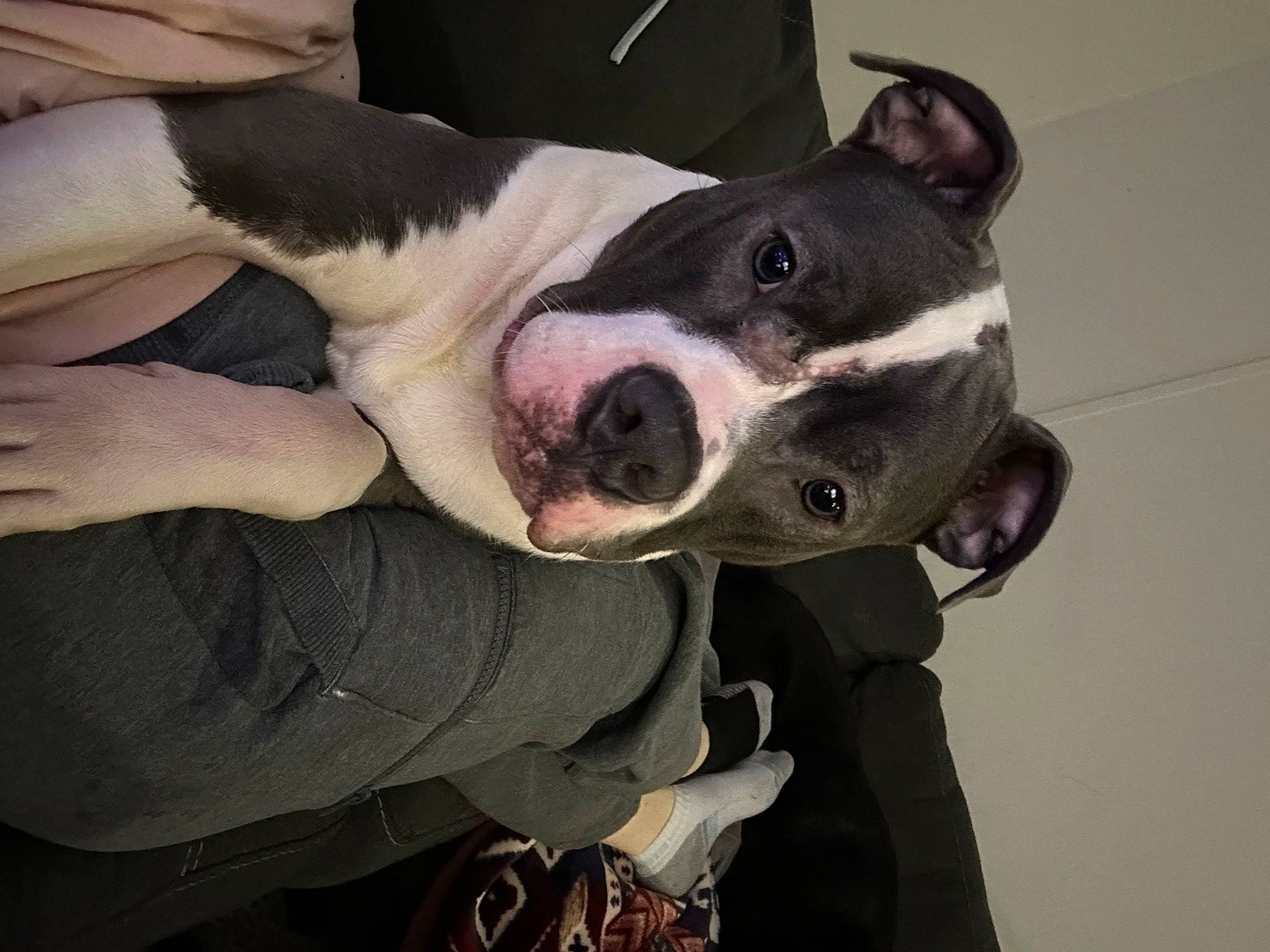 Scar is registered to the contest to win money with this photo: canidae, carnivore, collar, comfort, companion_dog, dog, dog_breed, dog_collar, ear, fawn, flesh, fur, jaw, non_sporting_group, snout, sporting_group, whiskers, working_animal