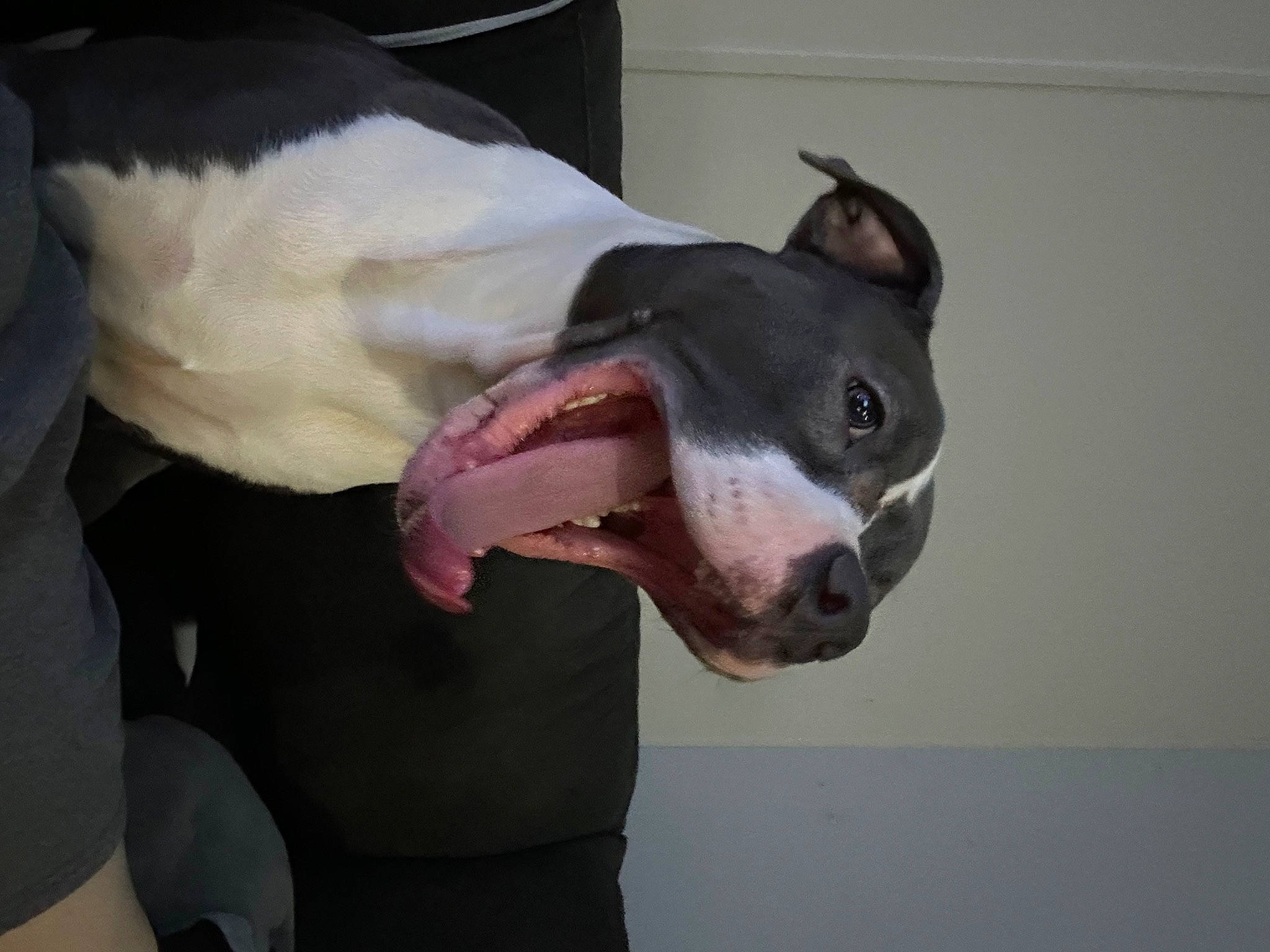 Scar is registered to the contest to win money with this photo: boston_terrier, canidae, carnivore, collar, companion_dog, dog, dog_breed, dog_collar, ear, fang, fawn, fur, guard_dog, jaw, non_sporting_group, snout, sporting_group, tail, whiskers, working_animal