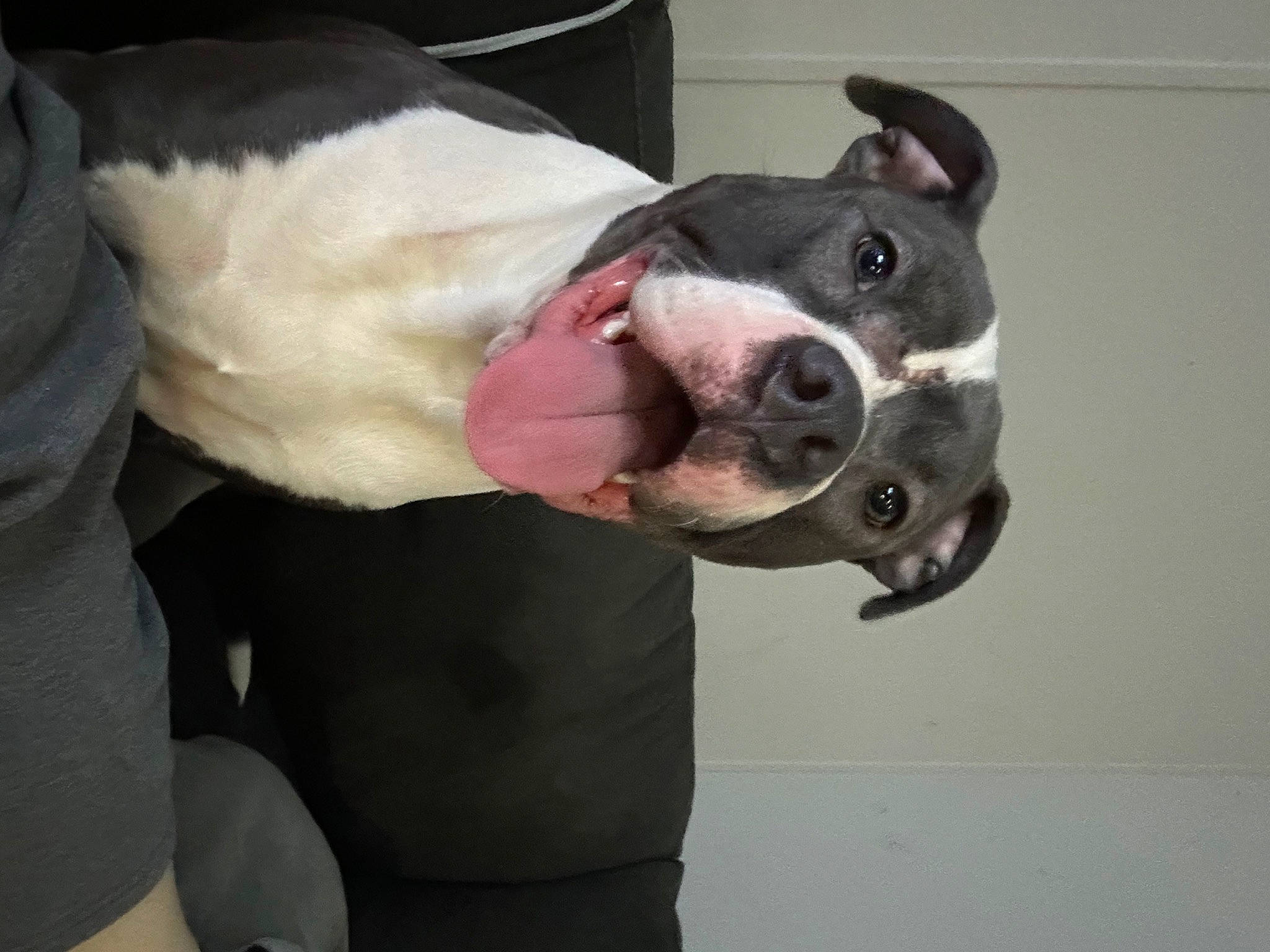 Scar is registered to the contest to win money with this photo: boston_terrier, canidae, carnivore, collar, companion_dog, dog, dog_breed, dog_collar, ear, fawn, formal_wear, fur, jaw, non_sporting_group, pet_supply, snout, sporting_group, tail, whiskers, working_animal