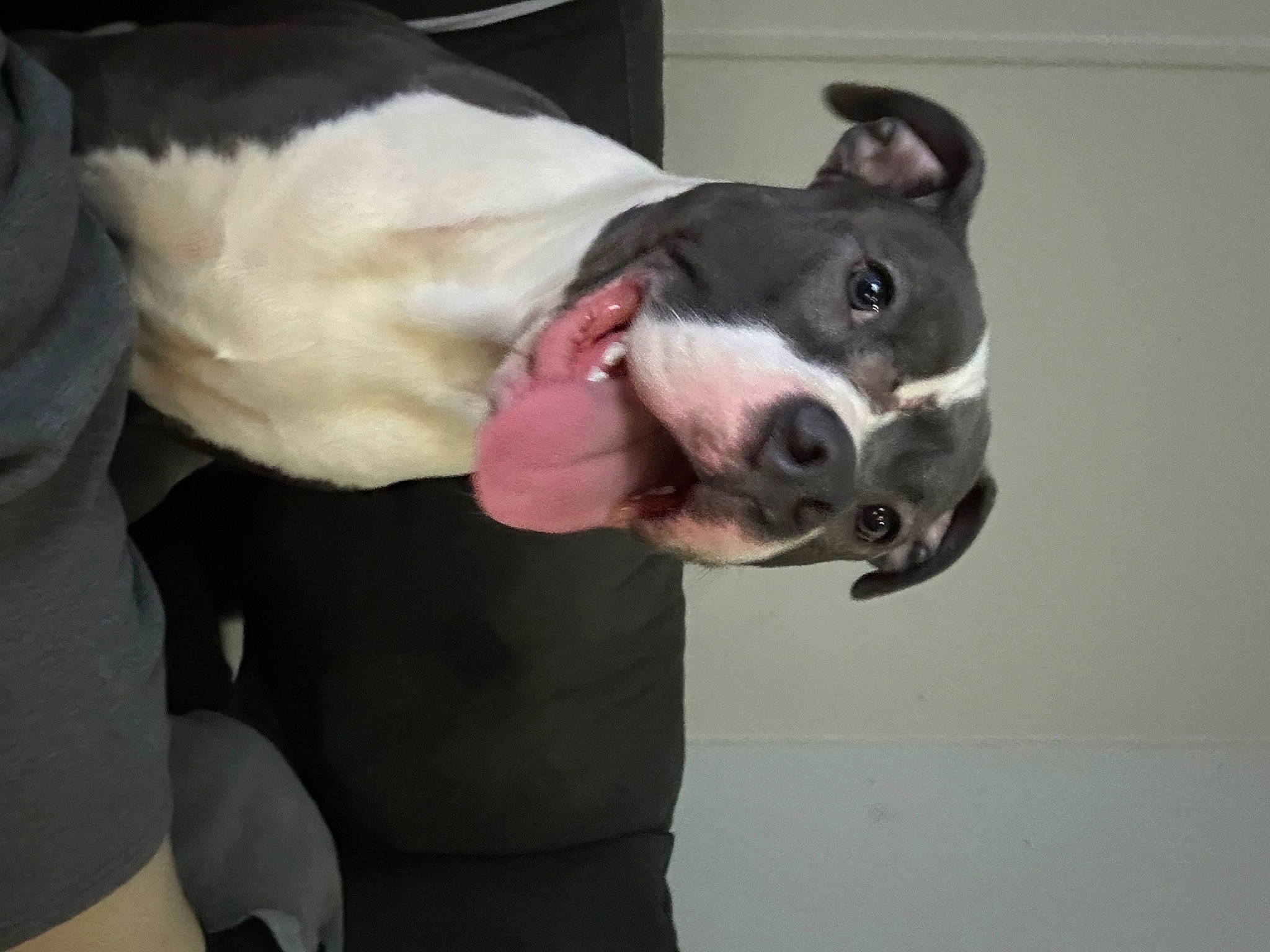 Scar is registered to the contest to win money with this photo: boston_terrier, canidae, carnivore, collar, companion_dog, dog, dog_breed, dog_collar, dog_supply, ear, fawn, fur, jaw, non_sporting_group, pet_supply, snout, sporting_group, tail, whiskers, working_animal