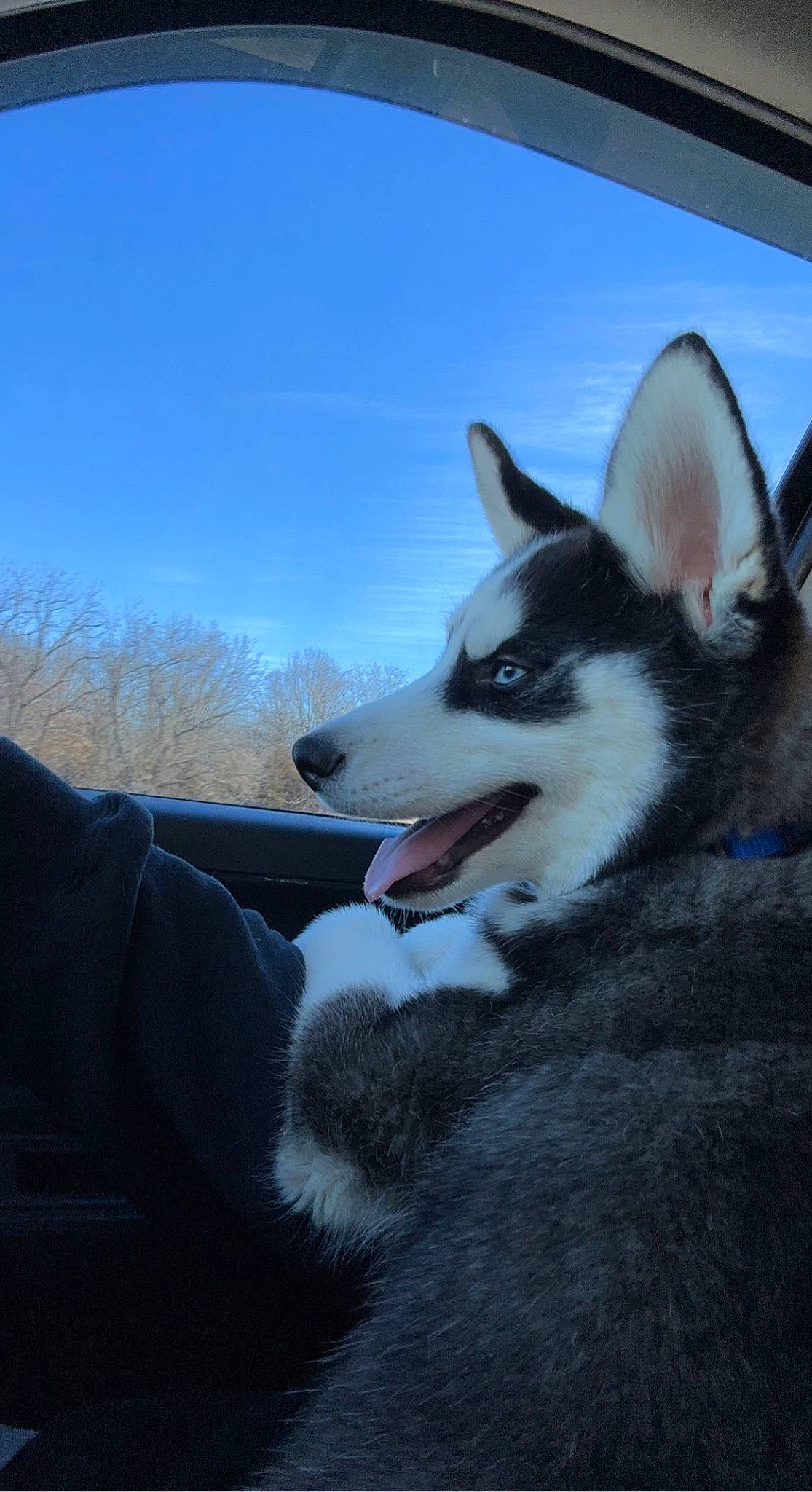 Zeus is registered to the contest to win money with this photo: canidae, canis, carnivore, cloud, companion_dog, dog, dog_breed, fur, mammal, non_sporting_group, siberian_husky, sky, sled_dog, snout, tree, whiskers, winter, wolf, working_animal, working_dog