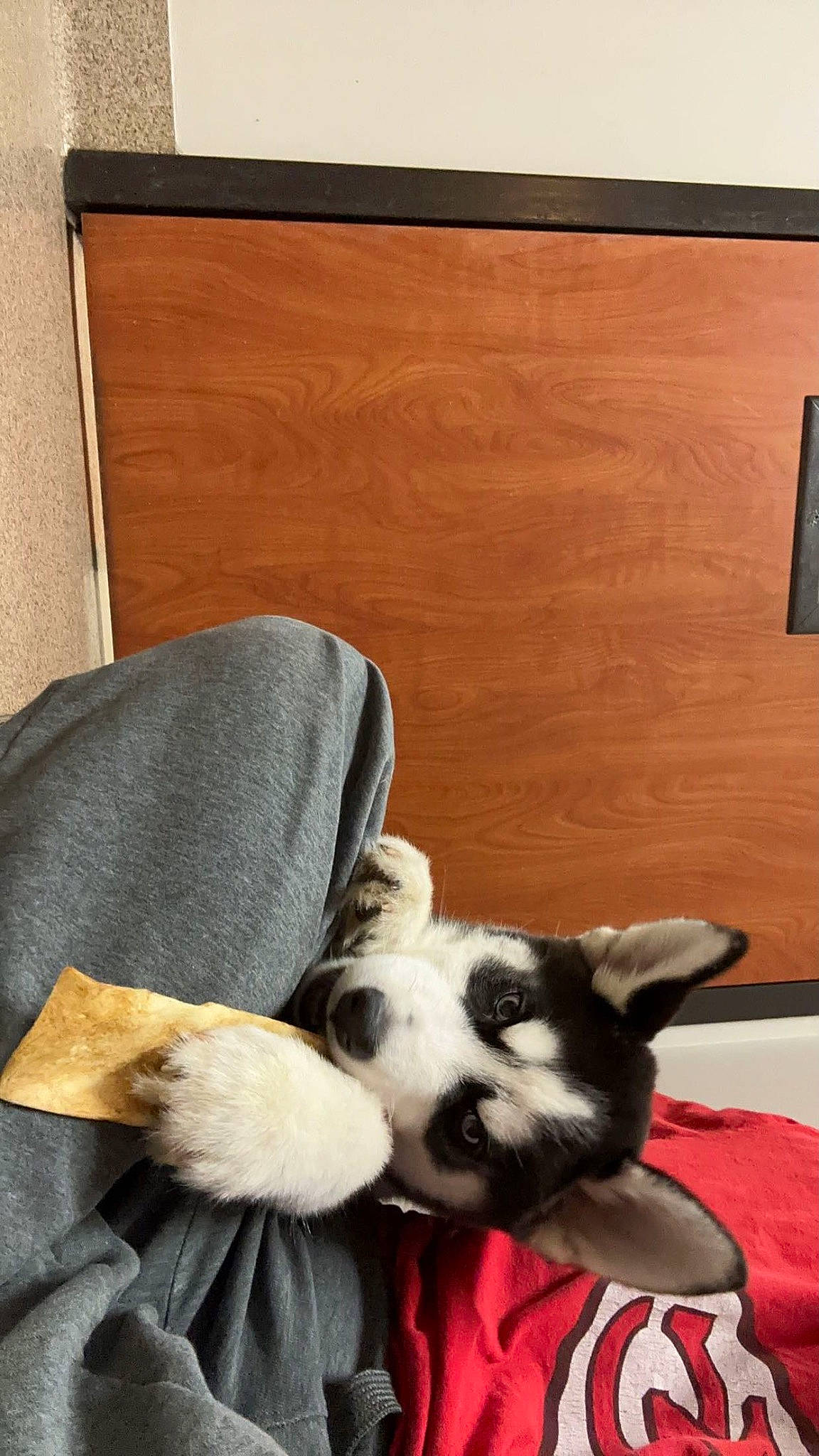 Zeus joined the competition — help win amazing prizes! boston_terrier, carnivore, comfort, companion_dog, couch, dog, dog_breed, fawn, felidae, flooring, fur, hardwood, linens, room, small_to_medium_sized_cats, sporting_group, tail, toy_dog, whiskers, wood