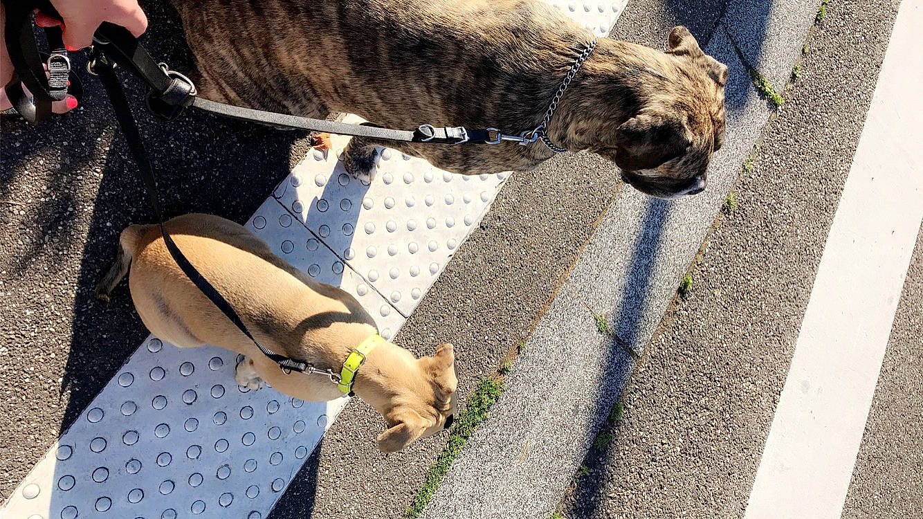 Rhéa participe au concours pour gagner de l'argent avec cette photo : asphalt, carnivore, collar, companion_dog, dog, dog_breed, dog_collar, eyewear, fashion_accessory, foot, glove, grass, human_leg, knee, road_surface, sidewalk, street_fashion, tail, thigh, working_animal