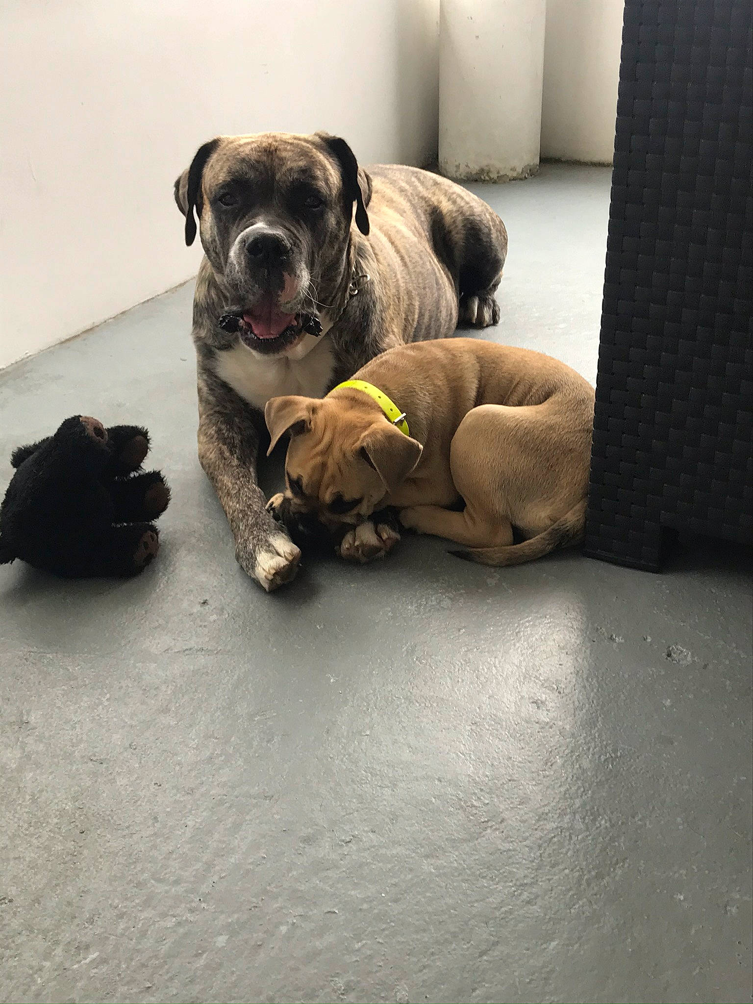 Rhéa participe au concours pour gagner de l'argent avec cette photo : canidae, carnivore, comfort, companion_dog, couch, dog, dog_breed, dog_collar, dog_supply, fawn, flooring, fur, non_sporting_group, paw, pet_supply, snout, sporting_group, tail, toy_dog, working_animal