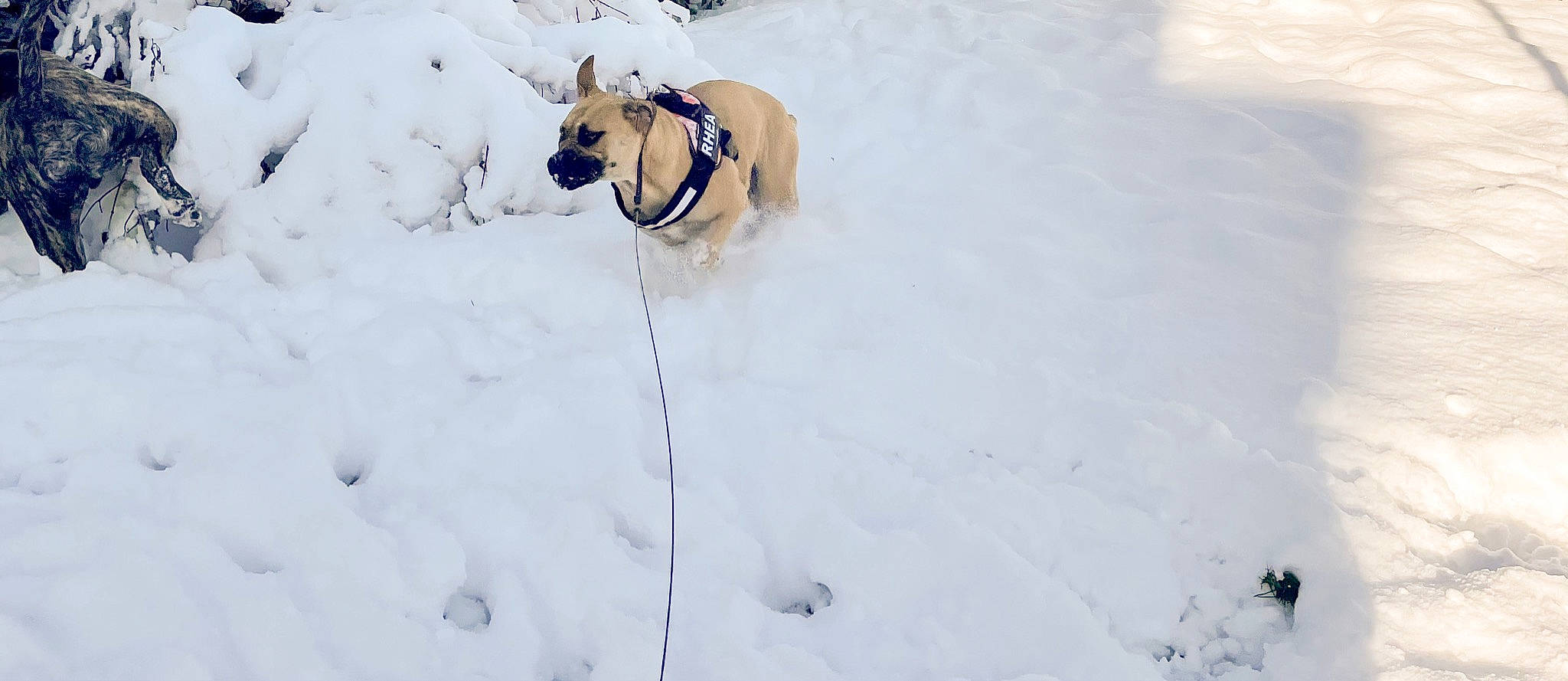 Rhéa a rejoint le concours — aidez-le/la à gagner de superbes lots ! carnivore, collar, companion_dog, dog, dog_breed, dog_collar, event, fawn, freezing, leash, mammal, pet_supply, playing_in_the_snow, recreation, slope, snout, snow, tail, winter, working_animal
