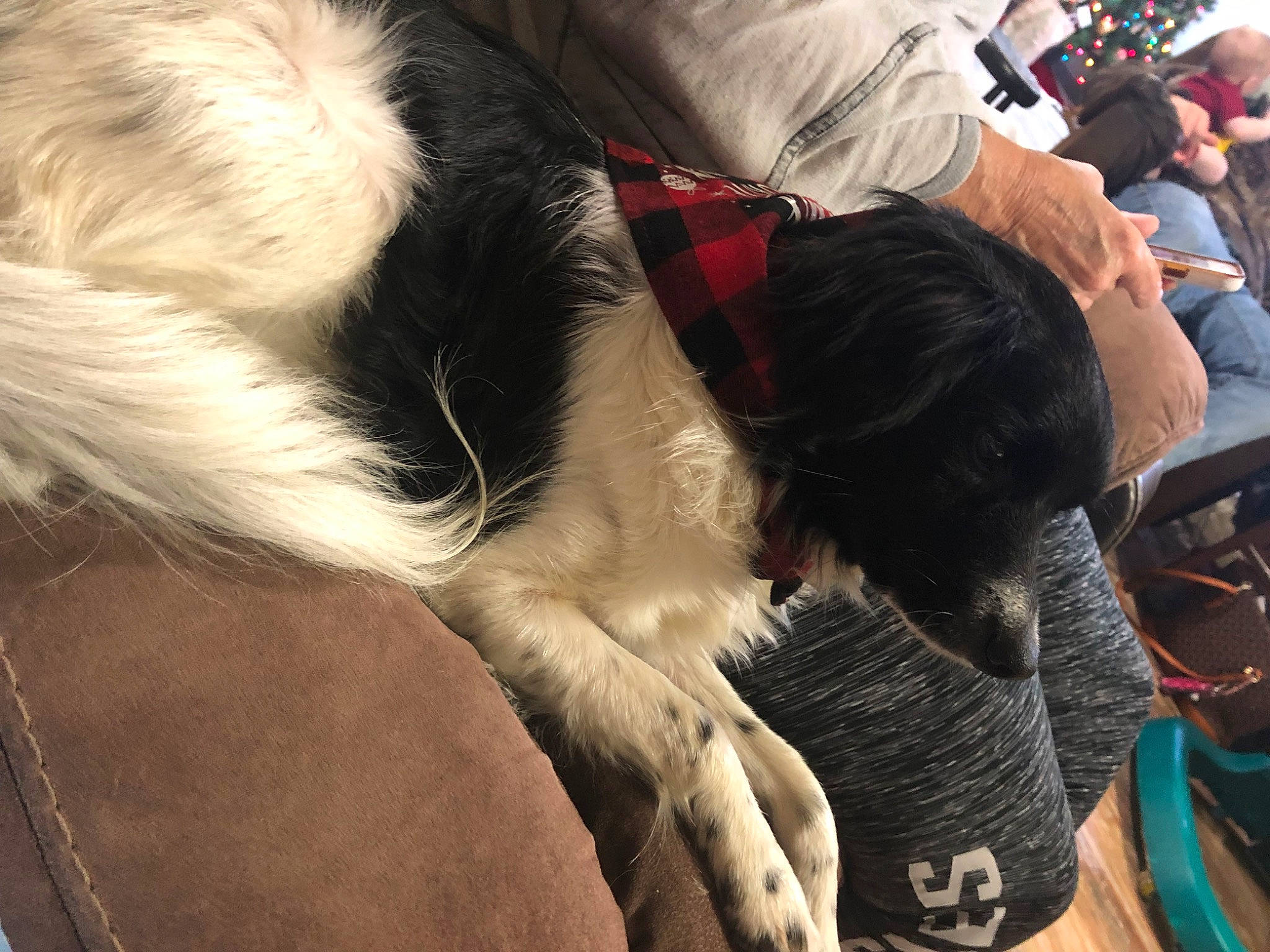 Dixie Ann is registered to the contest to win money with this photo: canidae, carnivore, claw, comfort, companion_dog, dog, dog_breed, event, felidae, fur, human_leg, lap, nap, paw, small_to_medium_sized_cats, snout, sporting_group, tail, thigh, whiskers