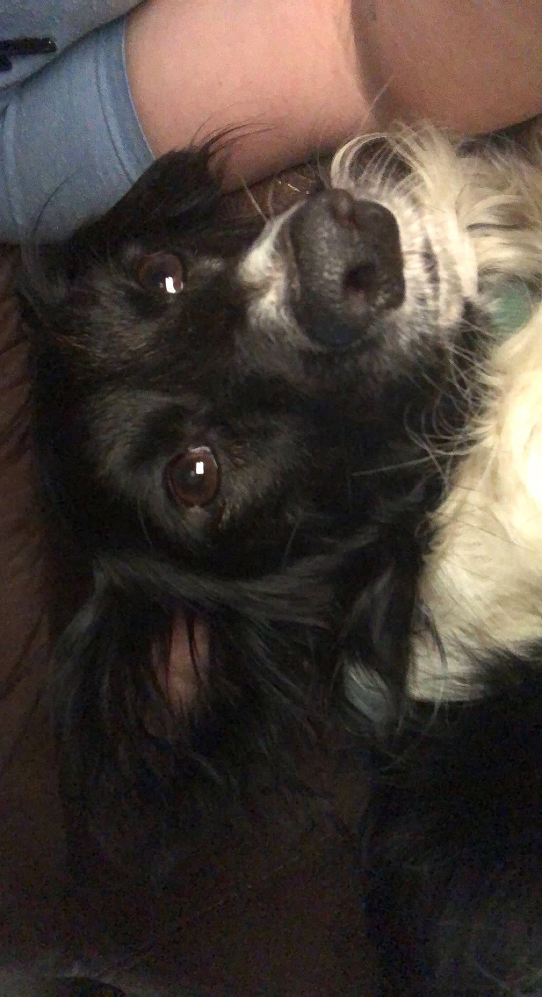 Dixie Ann is registered to the contest to win money with this photo: canidae, carnivore, claw, cloud, companion_dog, dog, dog_breed, ear, eye, fawn, felidae, fur, iris, liver, small_to_medium_sized_cats, snout, sporting_group, tail, whiskers, working_animal