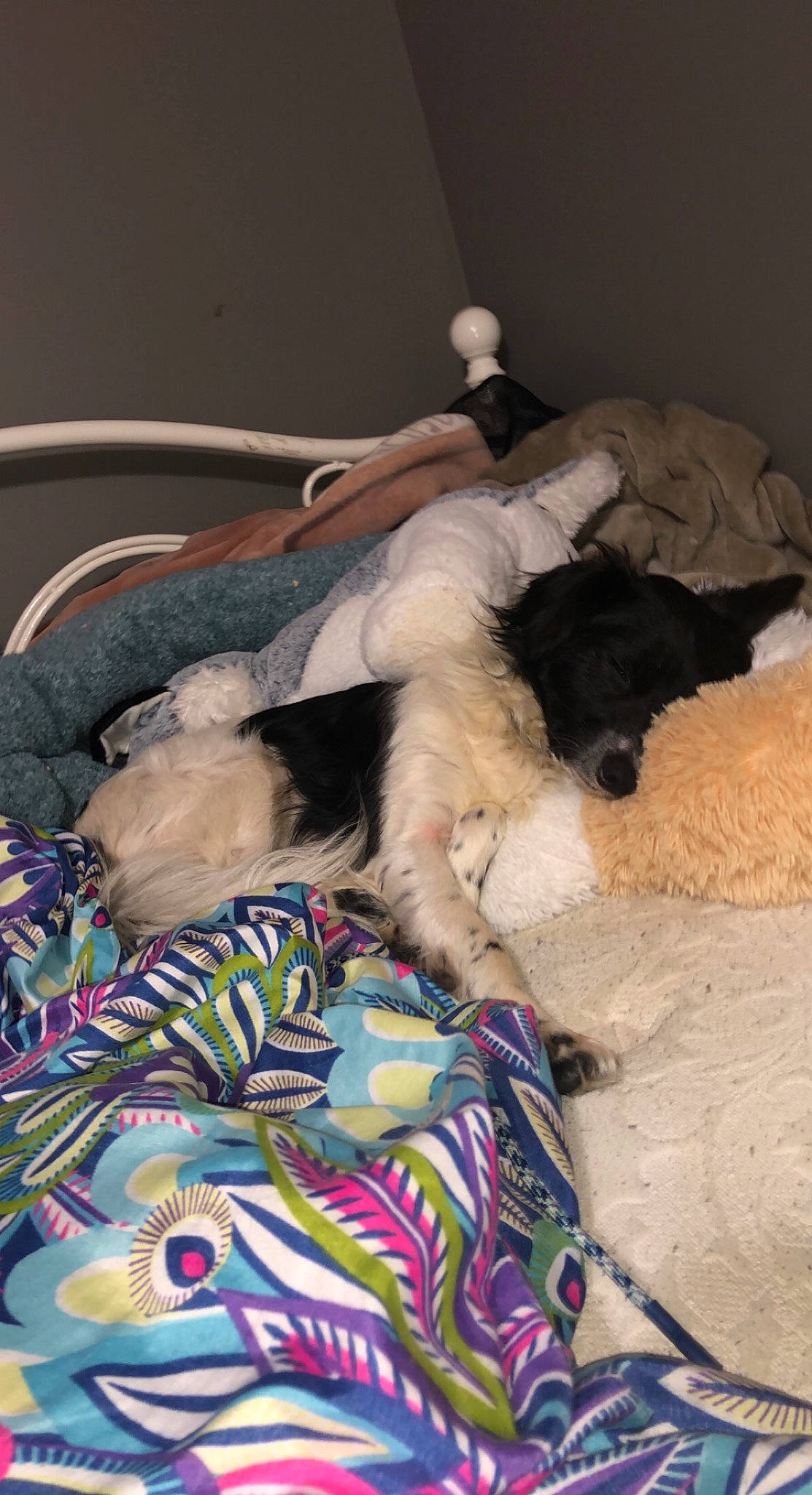 Dixie Ann joined the competition — help win amazing prizes! bed, bed_sheet, bedding, canidae, carnivore, comfort, companion_dog, dog, dog_breed, duvet, fawn, felidae, fur, linens, nap, room, sleep, small_to_medium_sized_cats, sporting_group, tail