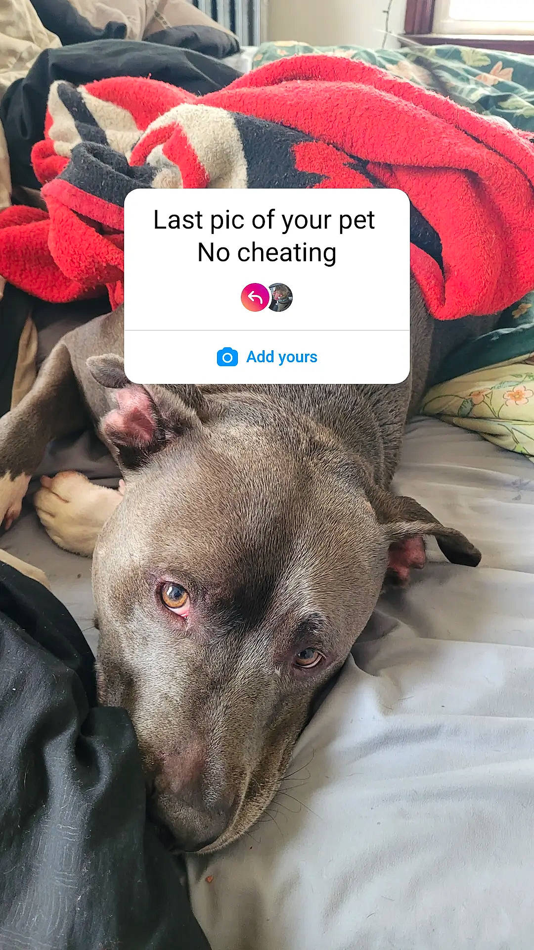 Blue is registered to the contest to win money with this photo: canidae, carnivore, collar, comfort, companion_dog, dog, dog_breed, dog_supply, fawn, fur, grey, guard_dog, linens, liver, non_sporting_group, snout, sporting_group, terrestrial_animal, whiskers, working_animal