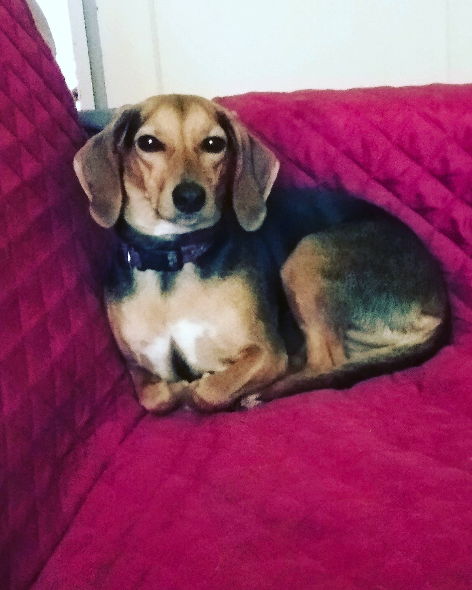 Ondine participe au concours pour gagner de l'argent avec cette photo : beagador, beagle, beaglier, canidae, carnivore, companion_dog, dachshund, dog, dog_breed, fawn, harrier, hound, mammal, pocket_beagle, puppy, rare_breed_dog, scent_hound, snout, vertebrate