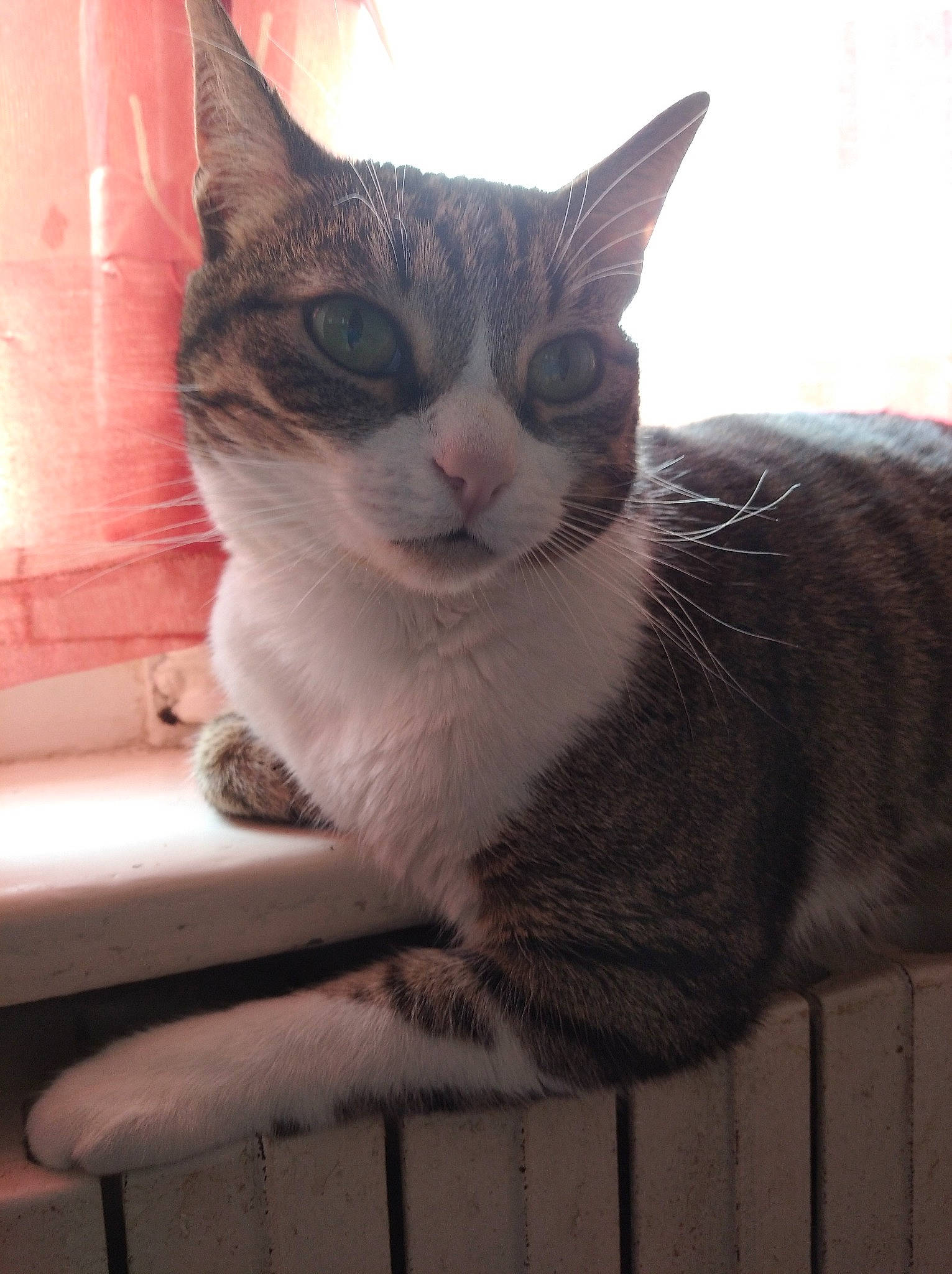 Tina a rejoint le concours — aidez-le/la à gagner de superbes lots ! aegean_cat, american_wirehair, arabian_mau, asian, australian_mist, carnivore, cat, domestic_short_haired_cat, european_shorthair, fawn, felidae, german_rex, kitten, mammal, ojos_azules, small_to_medium_sized_cats, snout, tabby_cat, vertebrate, whiskers