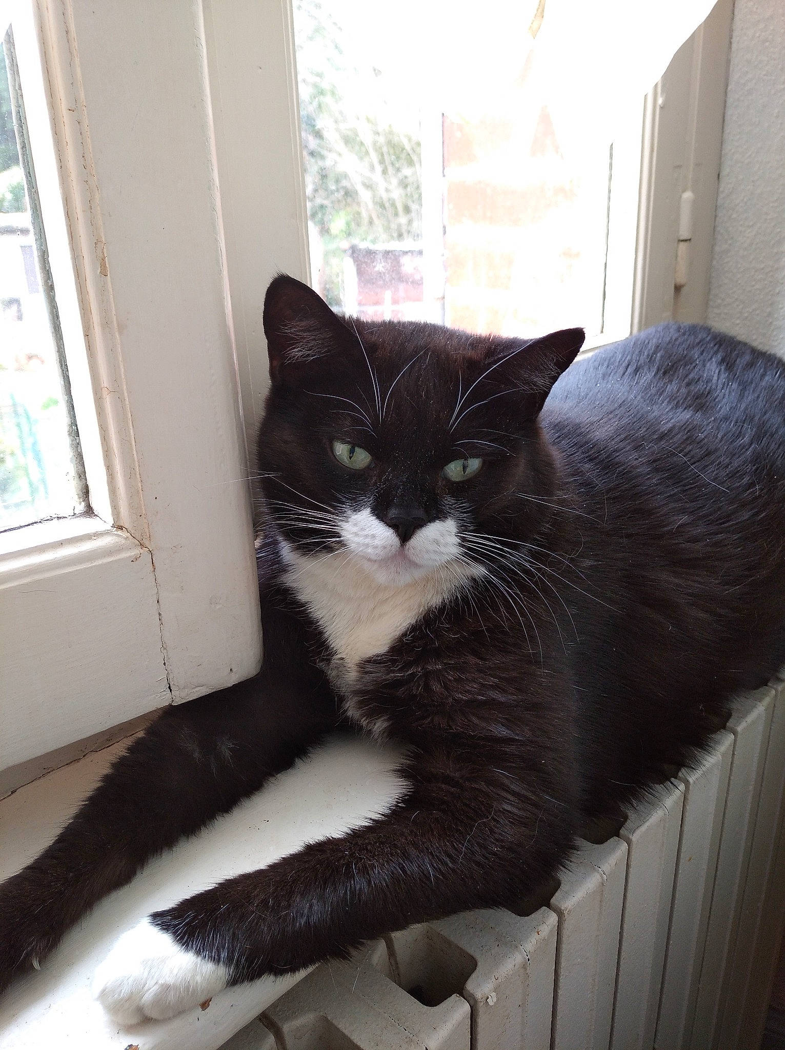 Moustache participe au concours pour gagner de l'argent avec cette photo : asian, black_cat, carnivore, cat, domestic_short_haired_cat, european_shorthair, eye, felidae, fur, polydactyl_cat, small_to_medium_sized_cats, snout, tail, whiskers, window