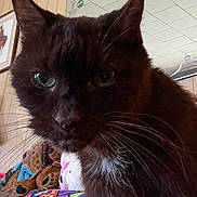 Coco joined the competition — help win amazing prizes! cat, close_up, black_cat, indoor, plush_toys, teddy_bear, cushion, furniture, wall, ceiling, portrait, pet, whiskers, green_eyes, feline, animal, cozy, judging, household, picture_frame