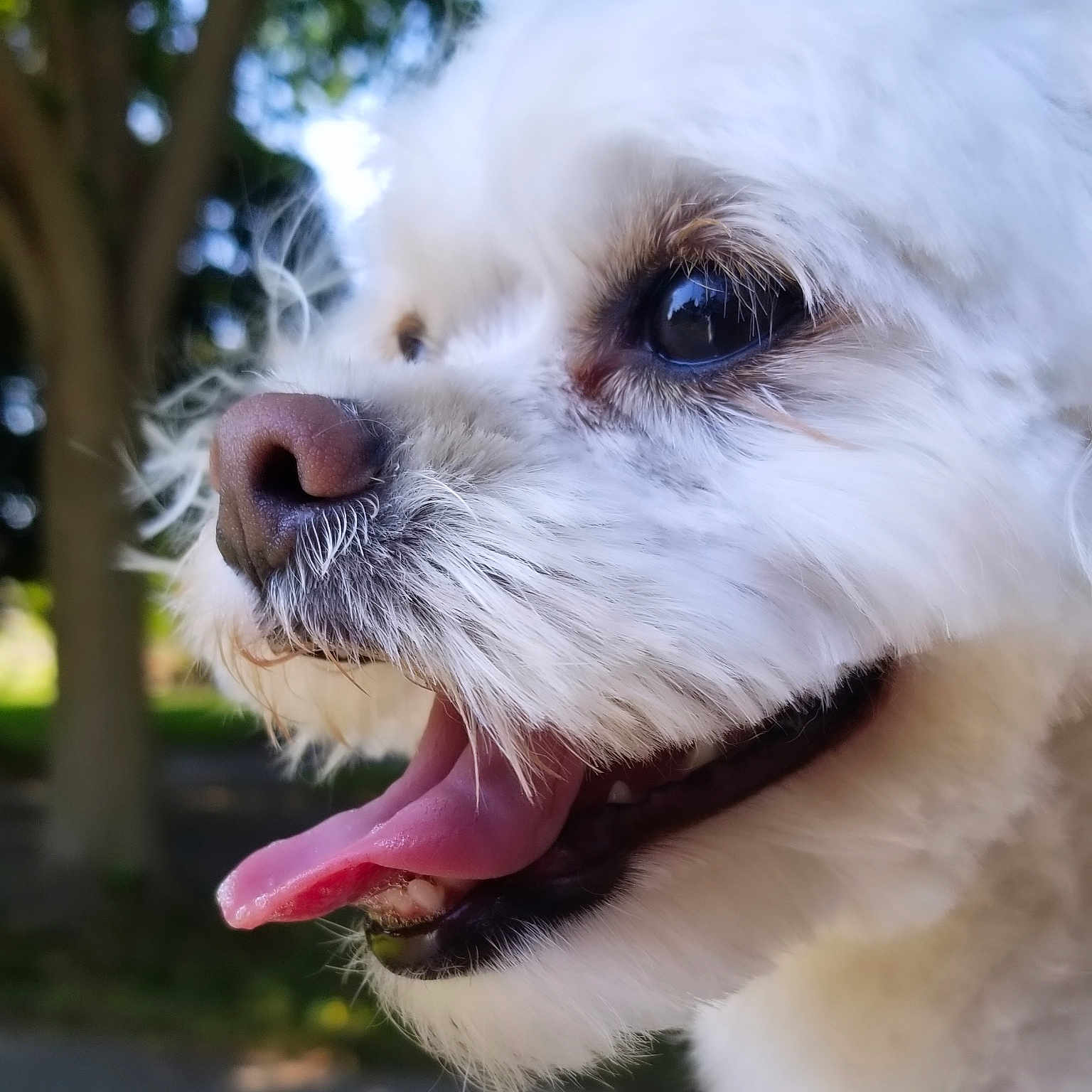 Bernie Sanders is registered to the contest to win money with this photo: animal, bodypart, canine, cockerspaniel, dog, eskimodog, grass, mouth, papillon, person, pet, plant, poodle, puppy, teeth, terrier, tongue, whitedog