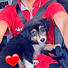 person, puppy, dog, pet, animal, selfie, smiling, car, vehicle, seatbelt, passenger, red_shirt, fluffy, tricolor, black_white_brown, cute, portrait, indoor, heart_emoji, text_overlay
