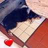 dog, puppy, sleeping, lying_down, fluffy, black_and_tan, pet, animal, indoor, floor, tile, wooden_table, furniture, couch, cozy, resting, cute, heart_sticker, home, photograph