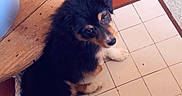 Alvin participe au concours pour gagner de l'argent avec cette photo : dog, puppy, fluffy, black_and_tan, small_dog, sitting, looking_up, pet, animal, indoors, tiled_floor, wooden_table, rustic, heart_emoji, human_feet, leash, portrait, vertical_photo, home, cute
