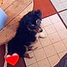 dog, puppy, fluffy, black_and_tan, small_dog, sitting, looking_up, pet, animal, indoors, tiled_floor, wooden_table, rustic, heart_emoji, human_feet, leash, portrait, vertical_photo, home, cute