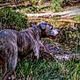 Bebe joined the competition — help win amazing prizes! dog, brindle, canine, pond, water, reflection, grass, reeds, trees, foliage, outdoor, nature, collar, snout, tongue, profile, side_view, mud, leaves, ground