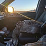 dog, car_interior, sunset, sun_glare, side_mirror, window, center_console, paw, collar, leather_seat, cup_holder, passenger_seat, road_trip, mountains, landscape, plaid_cloth, dashboard, seat_belt, travel, pet_portrait