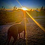 Bebe is registered to the contest to win money with this photo: dog, canine, sunset, sun, lens_flare, silhouette, outdoors, nature, landscape, gravel, trees, sky, golden_hour, sunrays, backlit, horizon, paws, photography, trail, peaceful
