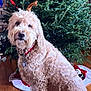 antlers, christmas, christmas_tree, collar, cozy, cute, decor, dog, festive, fur, golden_doodle, holiday, holiday_season, home, indoors, pet, portrait, sitting, stockings, wooden_floor