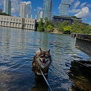 Kody joined the competition — help win amazing prizes! dog, water, leash, cityscape, sky, clouds, buildings, lake, dock, sunny, outdoor, happy, pet, nature, reflection, urban, smiling, summer, canine, daytime