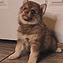 Kody joined the competition — help win amazing prizes! puppy, dog, cute, fluffy, fur, sitting, wooden_floor, indoors, pet, small_dog, brown, adorable, curious, young, animal, canine, ears, face, domestic_animal, companion