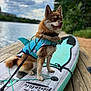 Kody is registered to the contest to win money with this photo: dog, life_jacket, paddleboard, water, dock, outdoor, pet, leash, nature, sky, cloudy, wood, greenery, animal, portrait, adventure, summer, small_dog, sitting, cute